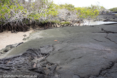 Galapagos-Natur39.jpg